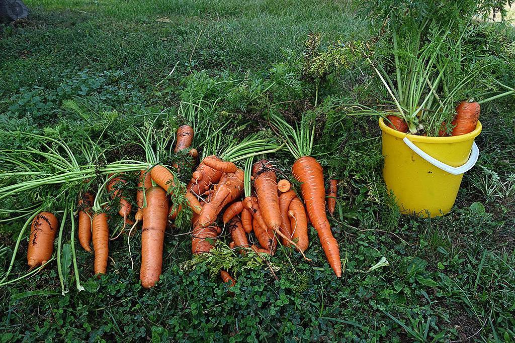 Секреты выращивания моркови