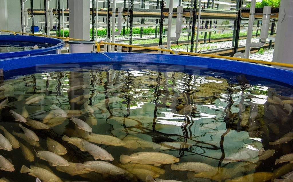Разведение рыбы в искусственных водоемах на дачном участке: какую можно запустить