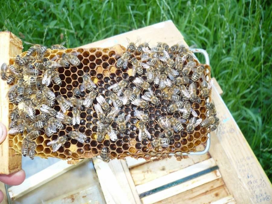 Пчеловодство: бизнес план пасеки - технология бизнеса