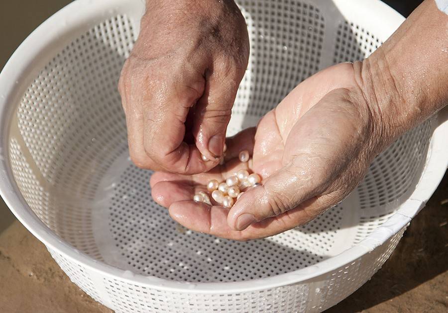 Выращивать жемчуг можно дома: мужчина добывает 50 вёдер жемчуга на заднем дворе