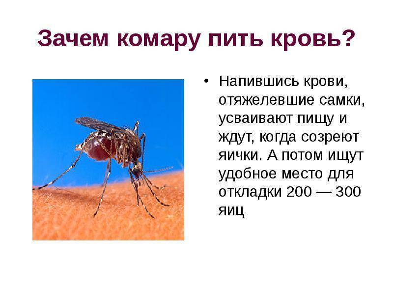 Кровь течет рекой. кого комары кусают чаще и почему