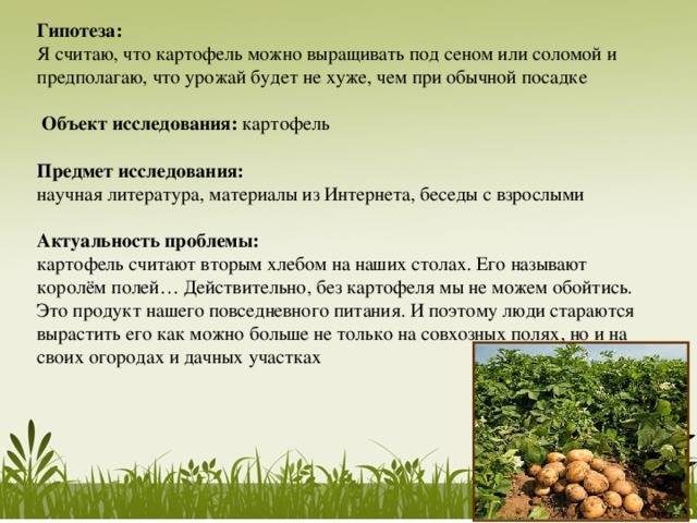 Бизнес по выращиванию картофеля