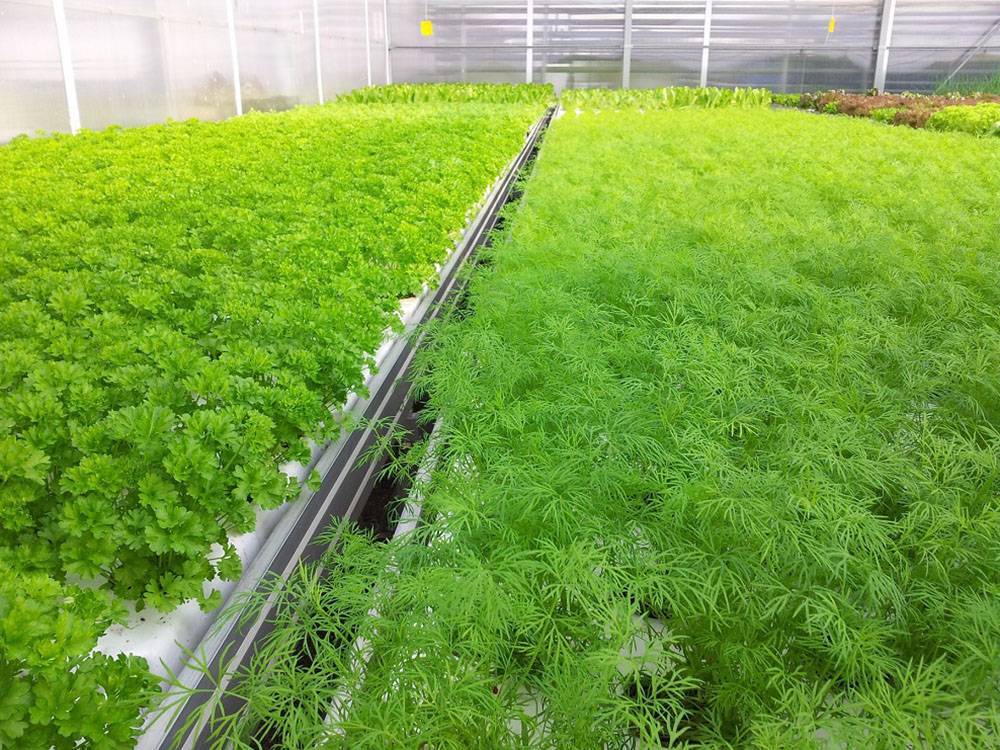 Свой бизнес: выращивание зелени в теплицах на продажу. выращивание зелени как бизнес :: businessman.ru