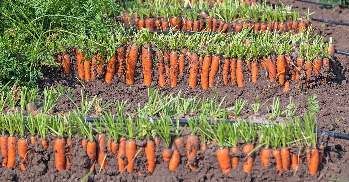 Выращивание ранней и поздней моркови от семян до урожая.