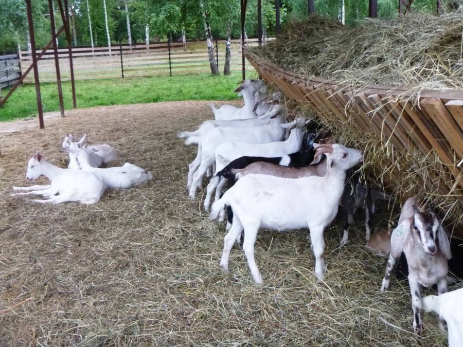 Бизнес план разведения коз: рентабельность козьей фермы в 2021 году