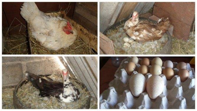 Разведение индоуток: время, когда индоутка начинает нести яйца и уход за птицей в домашних условиях