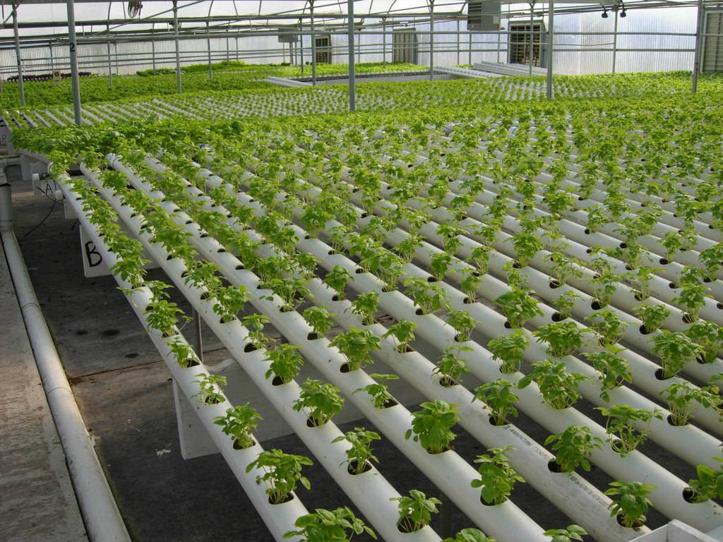 Бизнес-план: выращивание зелени в теплице