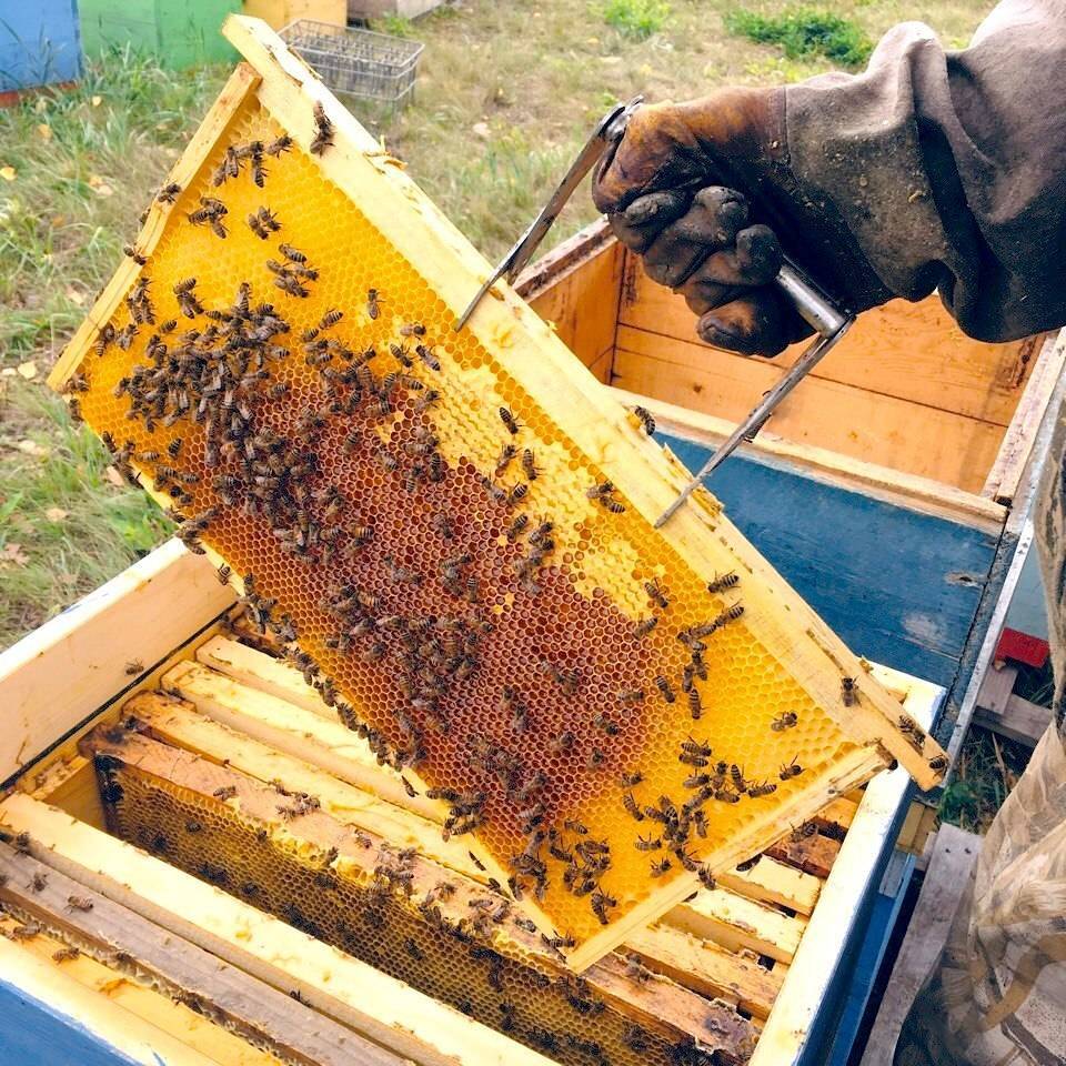 Как заняться пчеловодством с нуля — пошаговая инструкция для начинающих бизнесменов + полезные советы по продаже меда