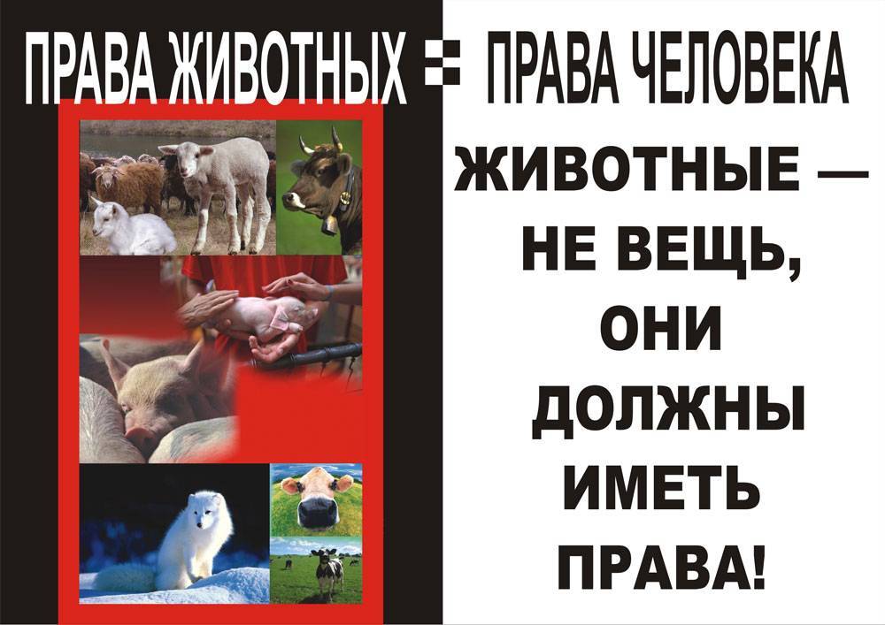 Защита животных в россии