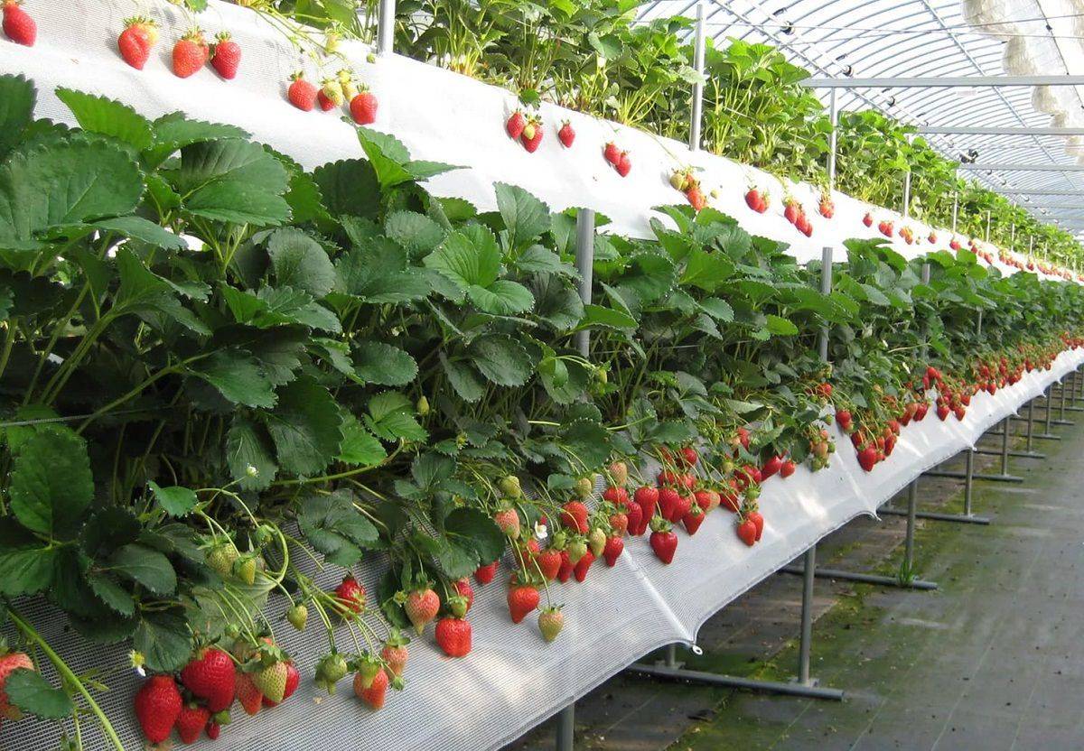 Бизнес-план по выращиванию клубники в теплице круглый год - пример