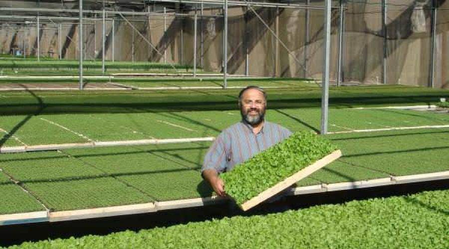 Выращивание зелени как бизнес