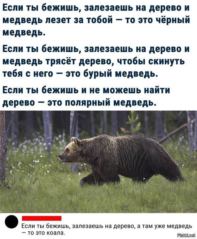 Русский медвежонок 2022 ответы для 1-11 класса