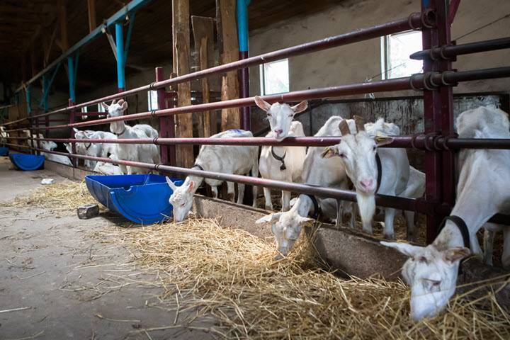 Козья ферма: бизнес-план разведения коз