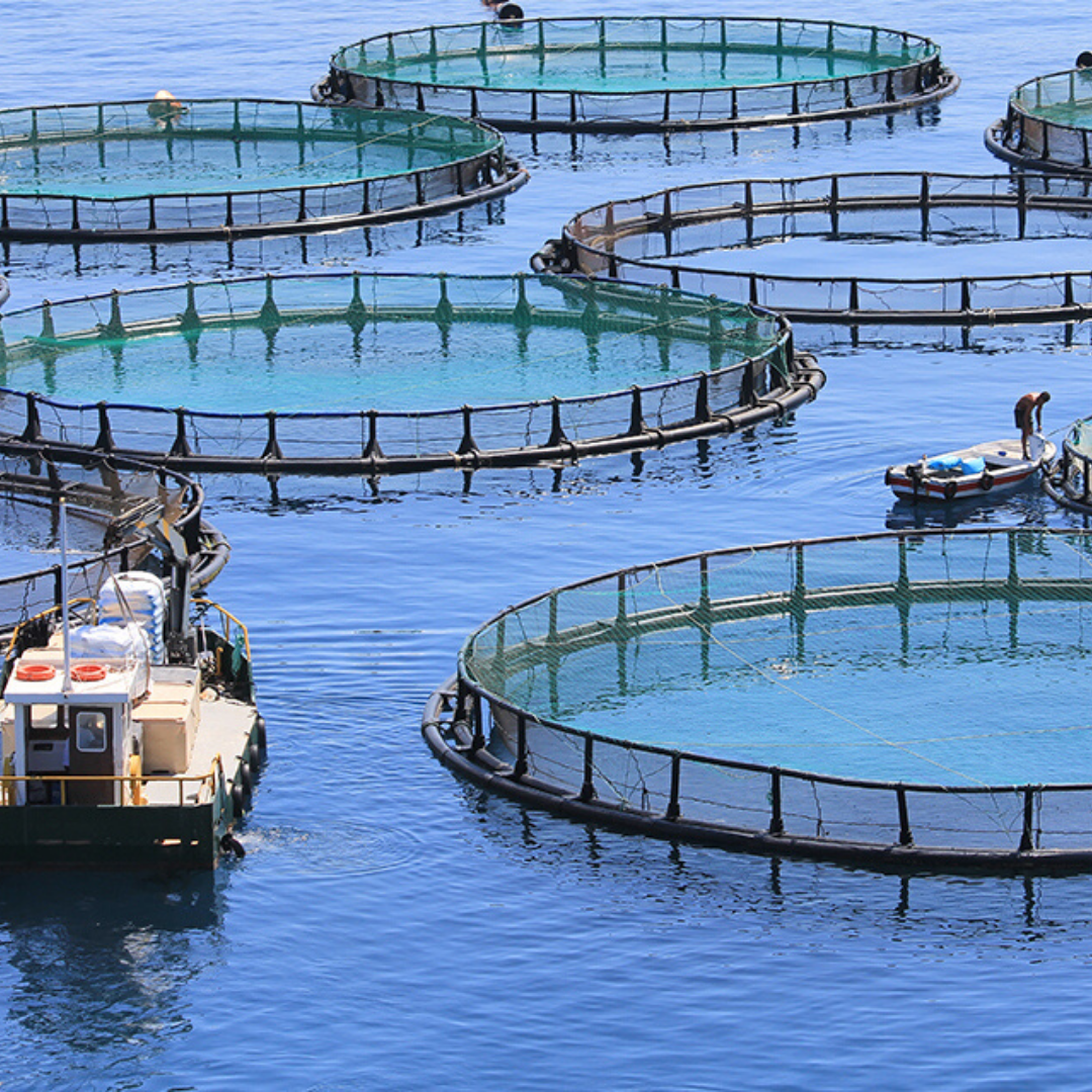 Разведение рыбы в искусственных водоемах как бизнес: пошаговая инструкция организации предприятия с финансовыми расчетами и оценка рентабельности рыбной фермы