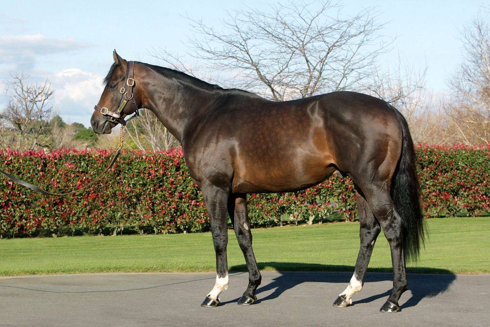 Самая дорогая в мире лошадь: к какой породе она принадлежит, фото и описание рекордсменов, их стоимость на аукционе