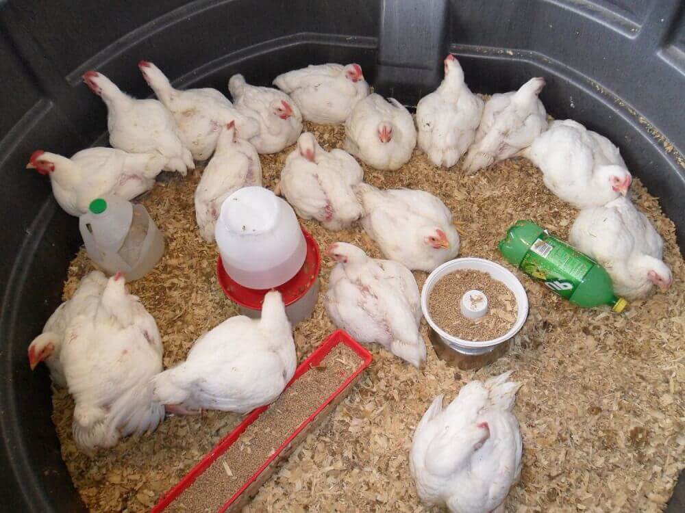 Цыплята бройлеры выращивание в домашних условиях