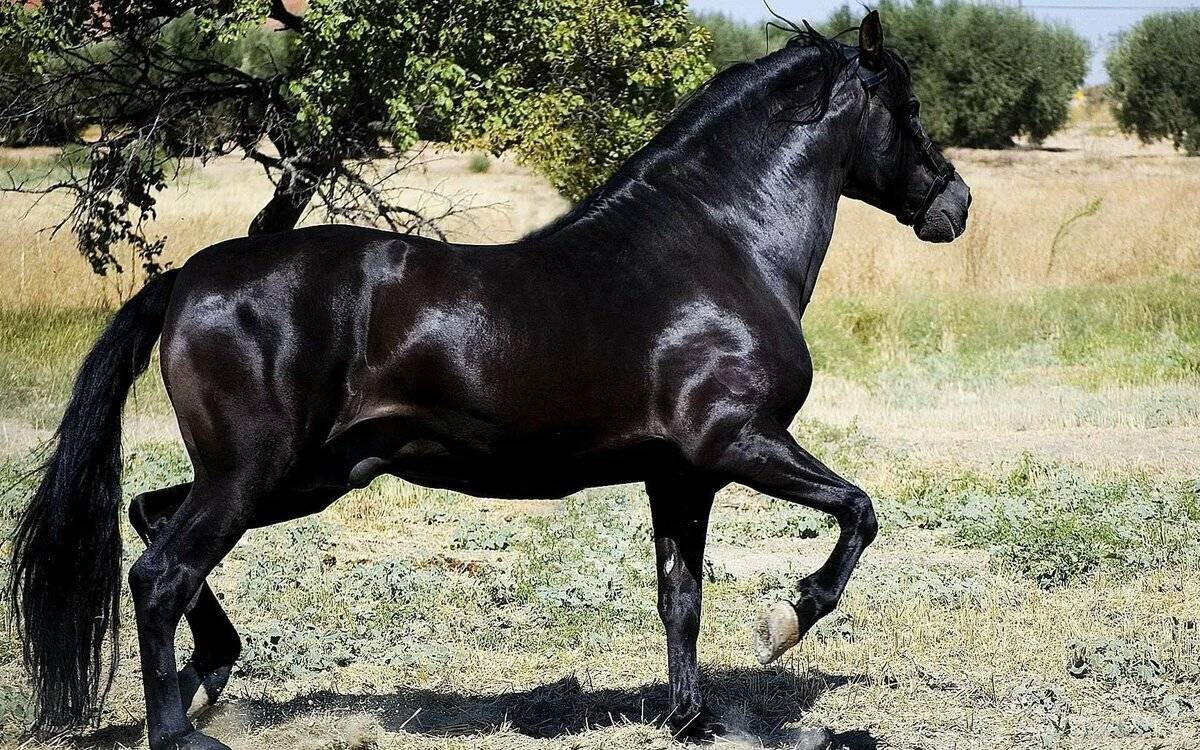 Самая дорогая лошадь в мире - топ-3 с фото - topkin
