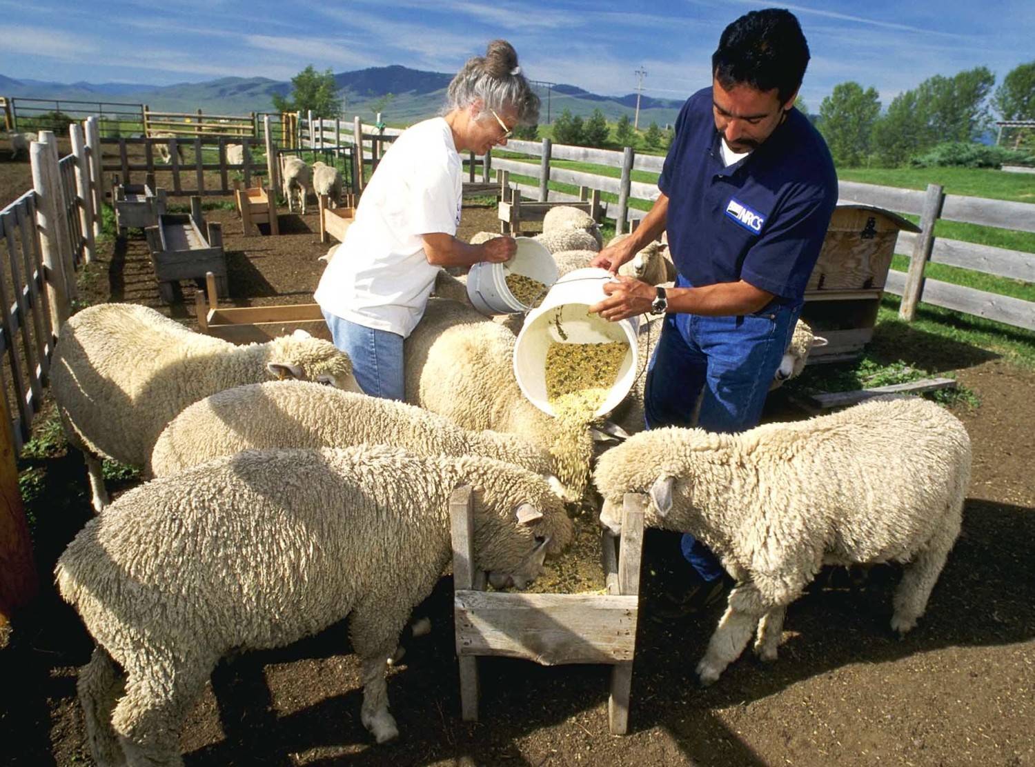 5 причин почему бизнес на разведении овец — это выгодно