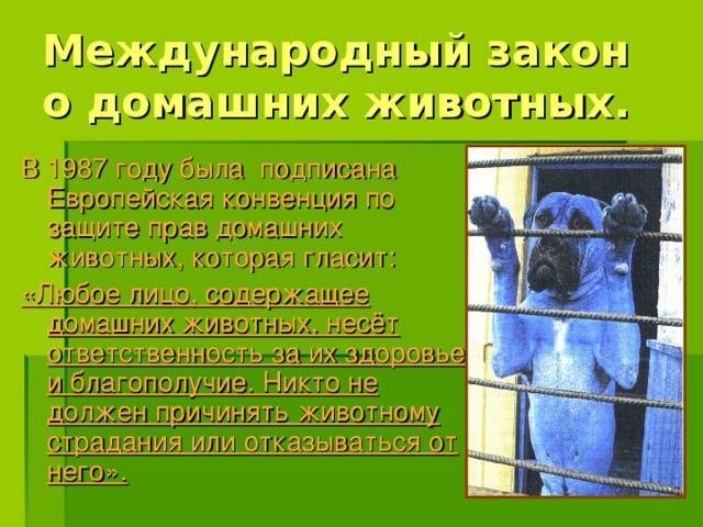 Правовое положение животных в мире и в рф — novaum.ru