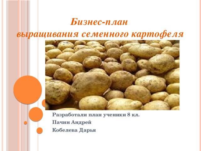 Бизнес план по выращиванию картофеля на продажу - технология бизнеса