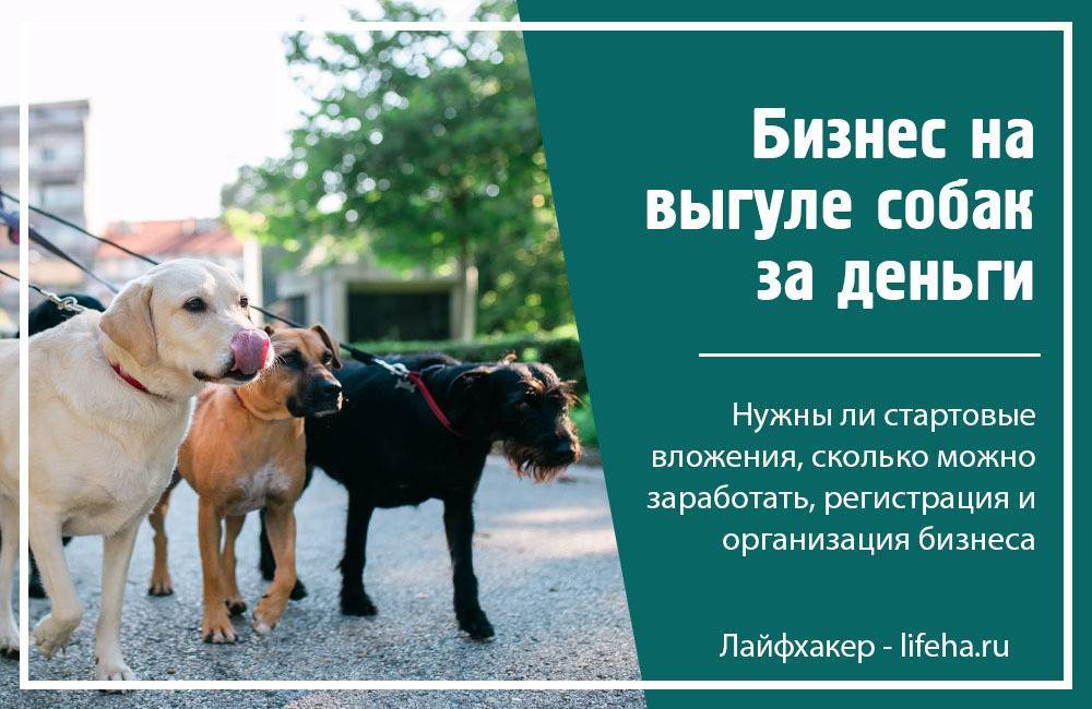 Площадки для выгула собак: нормативы, необходимое оборудование и проект