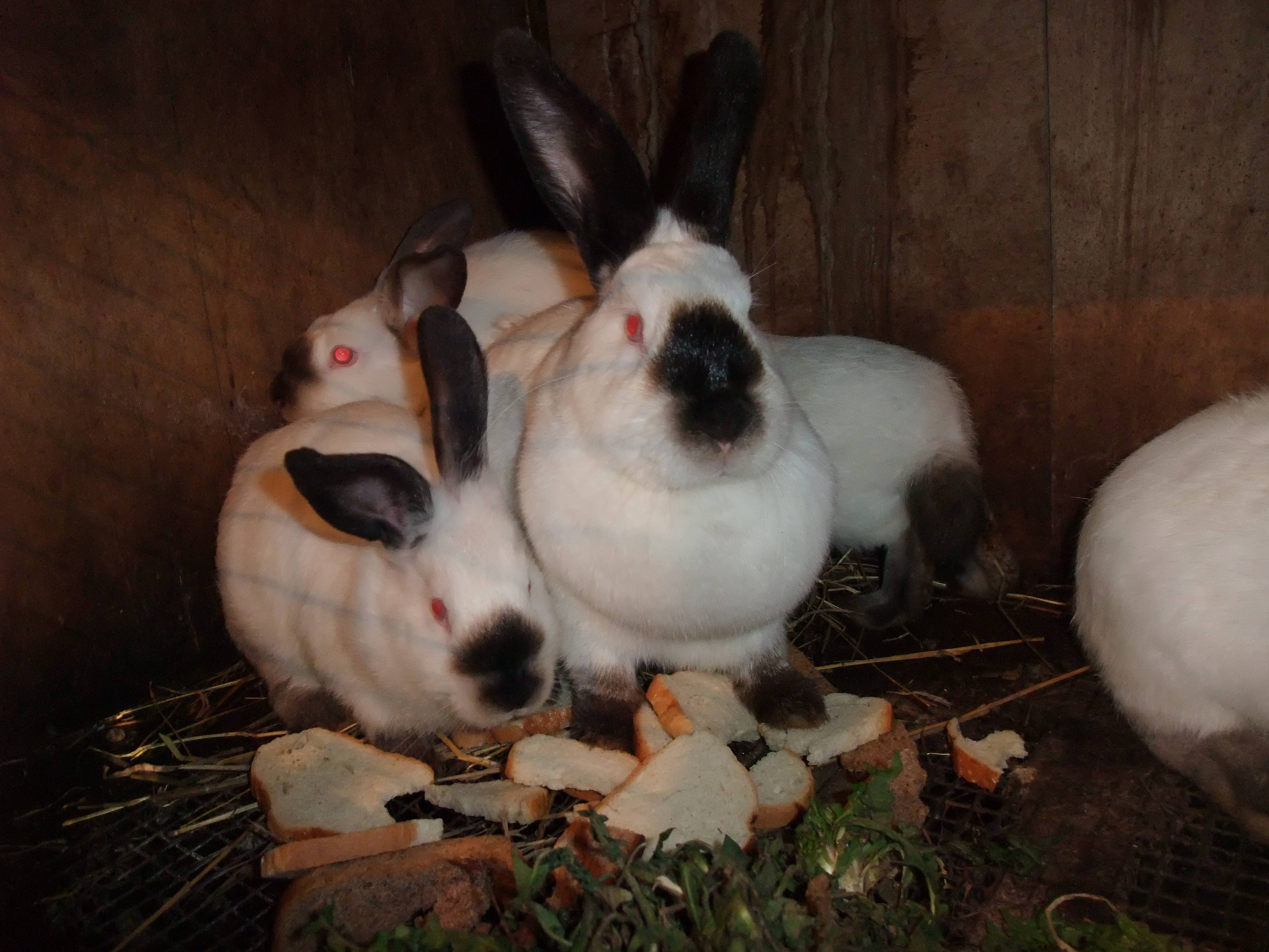 Кролики калифорнийской породы — описание, кормление и содержание, перспективы разведения. | cельхозпортал