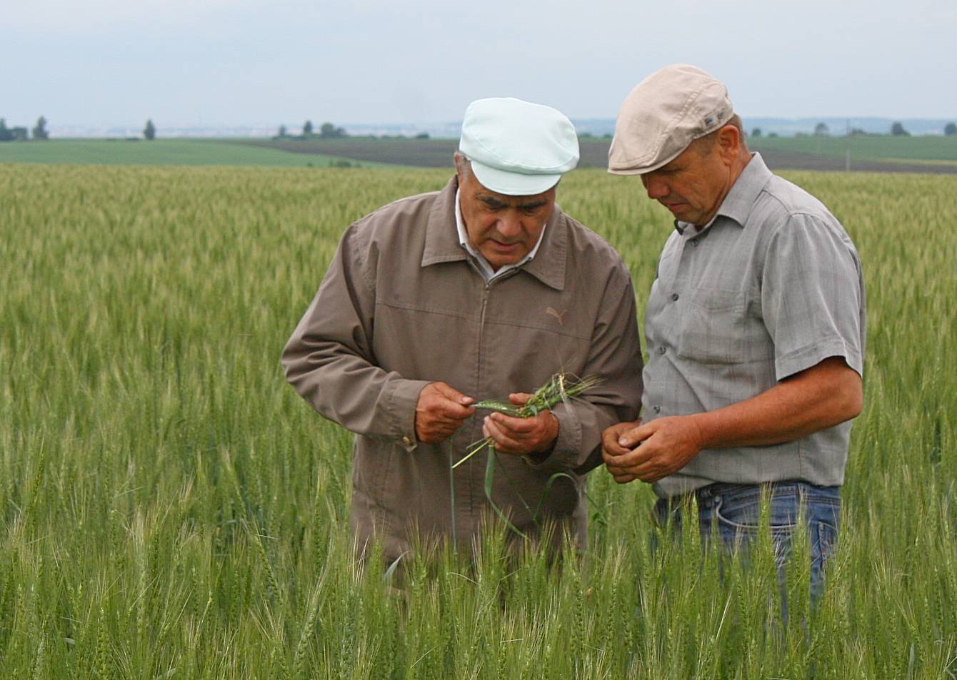 Бизнес-план фермерского хозяйства с расчетами: скачать готовый пример