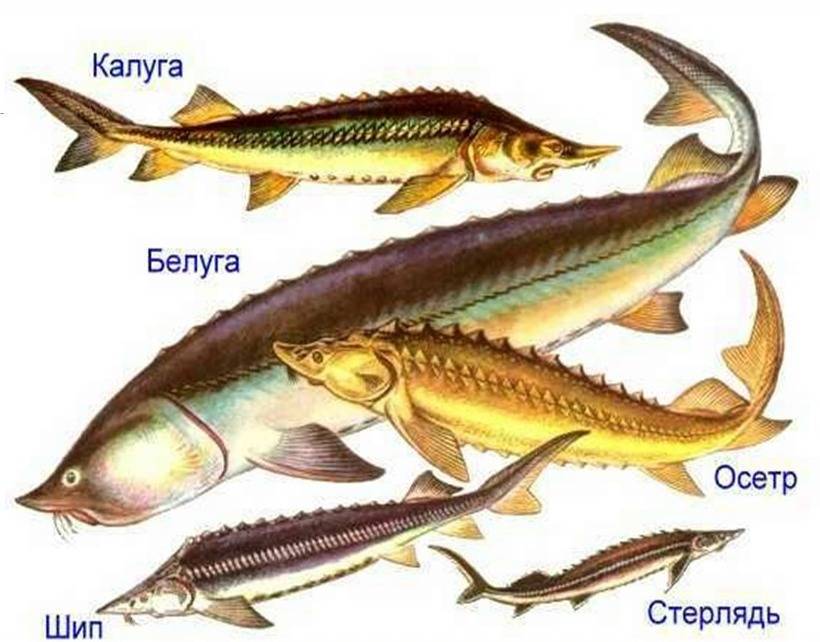 Виды осетровых рыб: описание представителей и различия