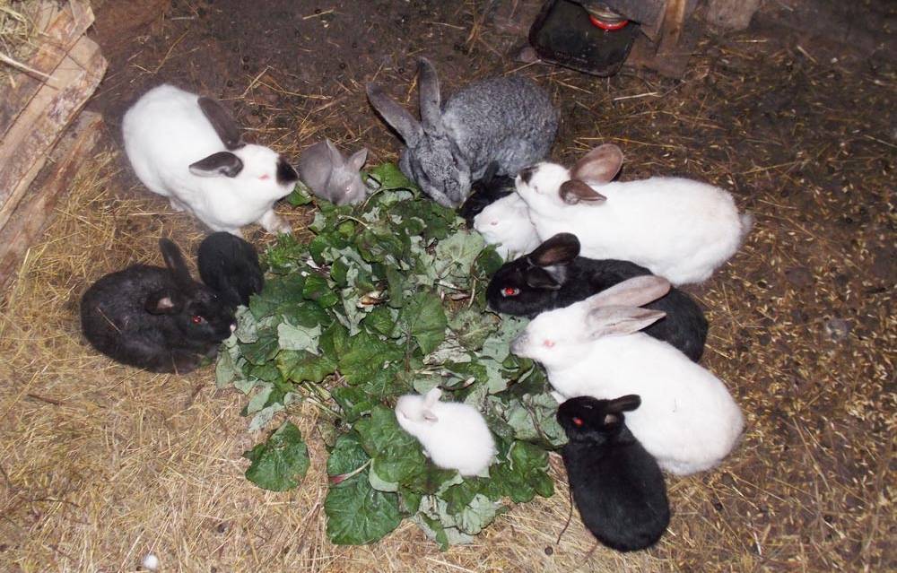 Порода кроликов калифорнийская: описание породы, ее разведение и скрещивание, характеристика и содержание