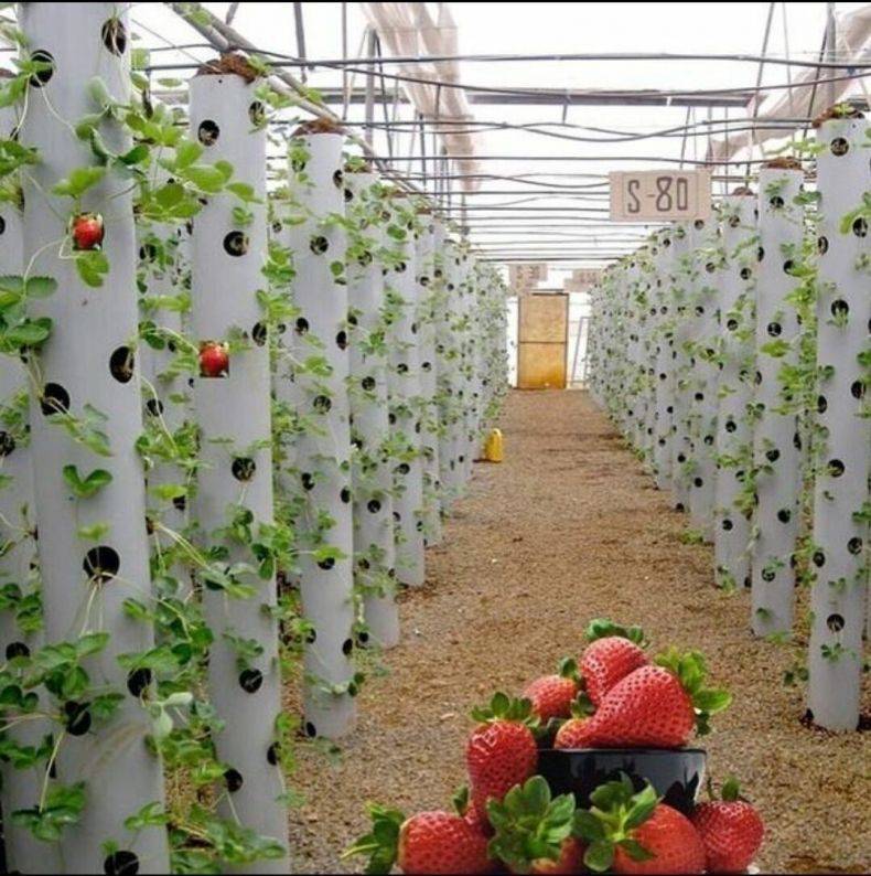 Бизнес-план по выращиванию клубники круглый год. технология выращивания клубники - fin-az.ru