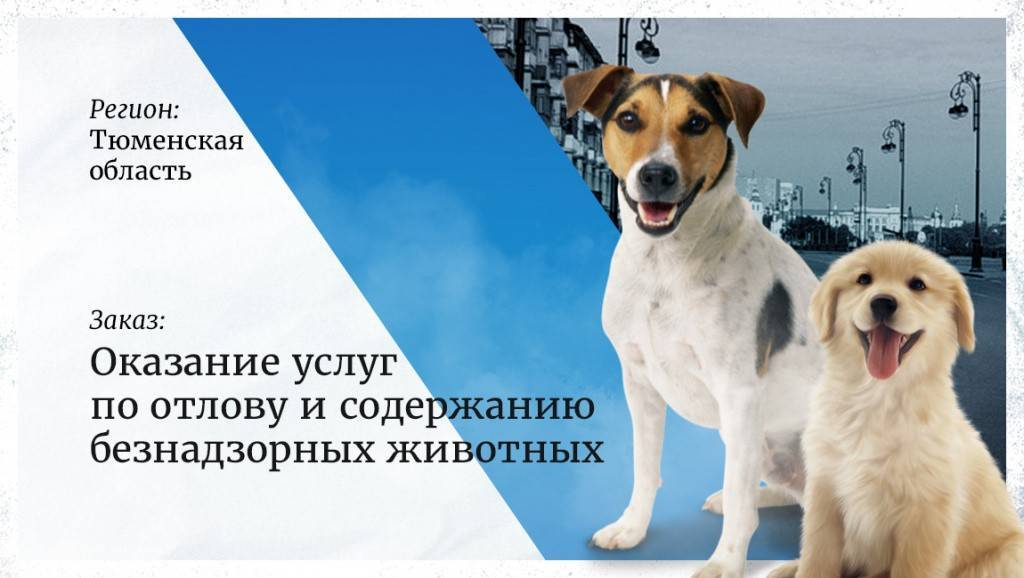 Инструкция по отлову и содержанию безнадзорных животных - всехвосты.ру • помощь бездомным животным