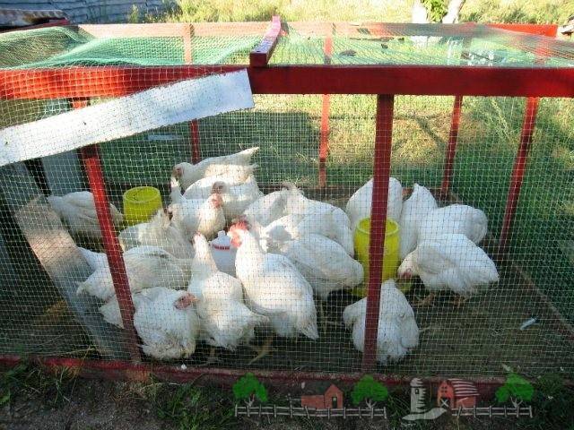 Выращивание цыплят - уход за цыплятами в домашних условиях