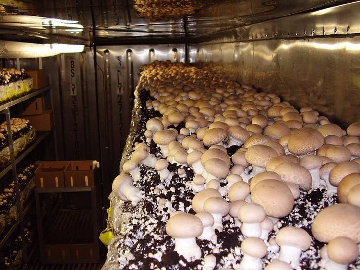 Выращивание грибов на продажу как бизнес в 2022 году – biznesideas.ru