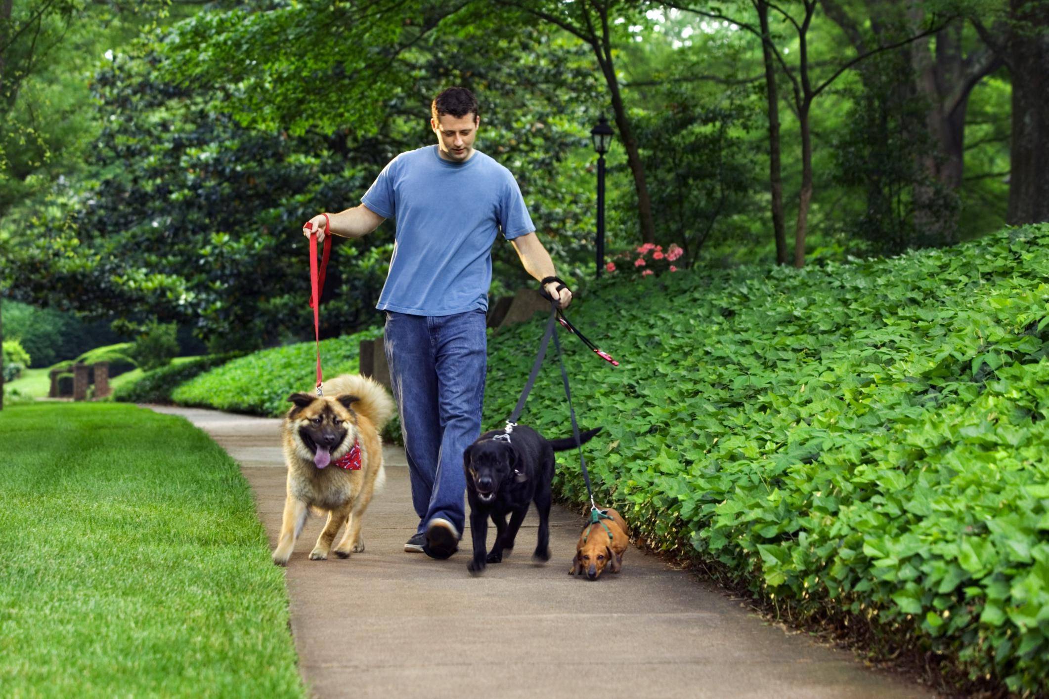 Площадка для выгула собак — нормы и правила