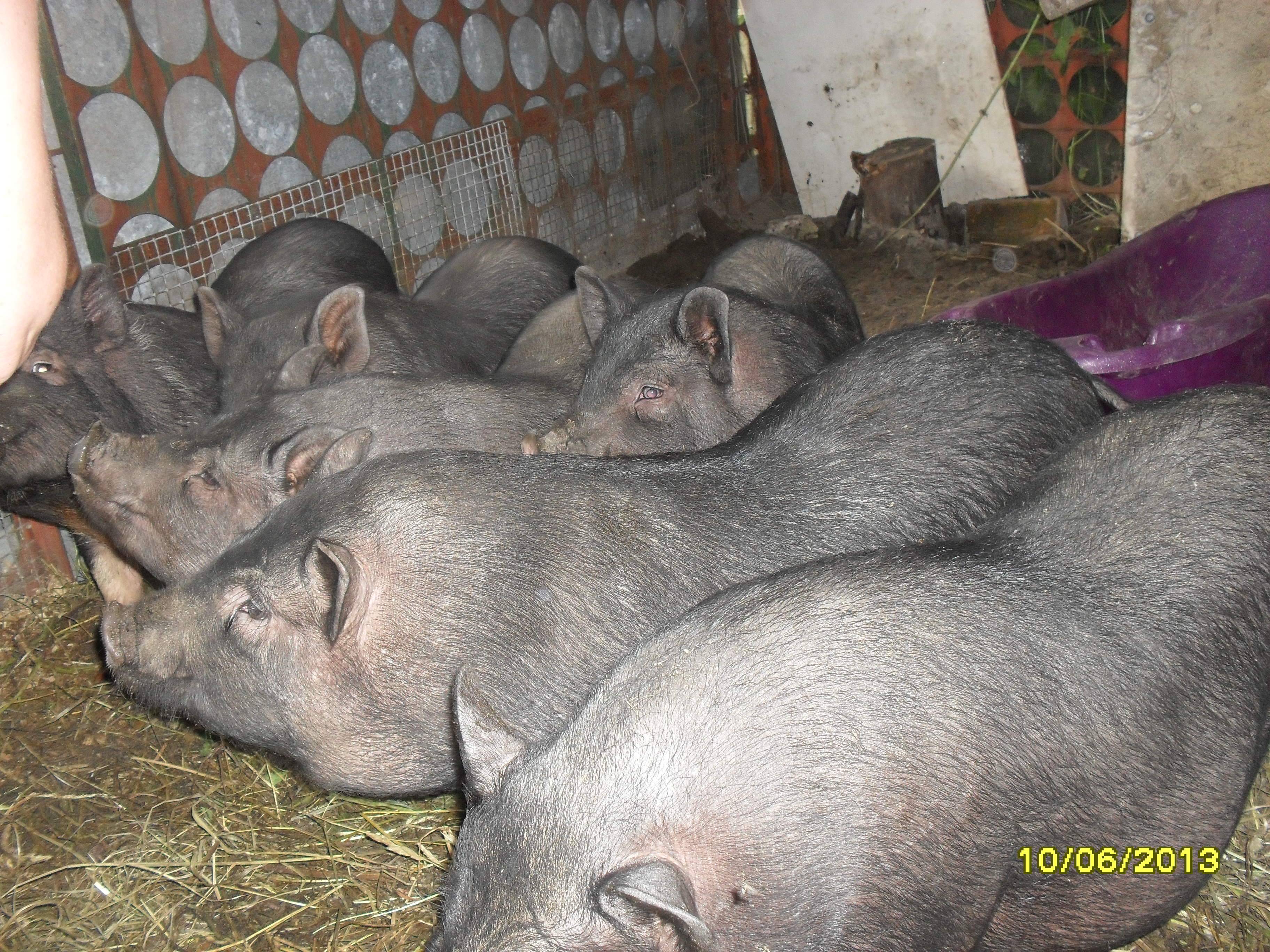 Секреты разведение вьетнамских вислобрюхих свиней как бизнес