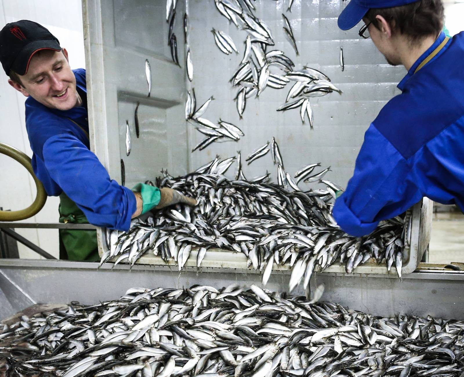 Организация работы рыбного цеха: особенности + рекомендации новичку