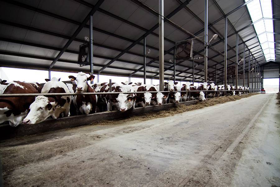 Организация молочной фермы с нуля: пошаговая инструкция