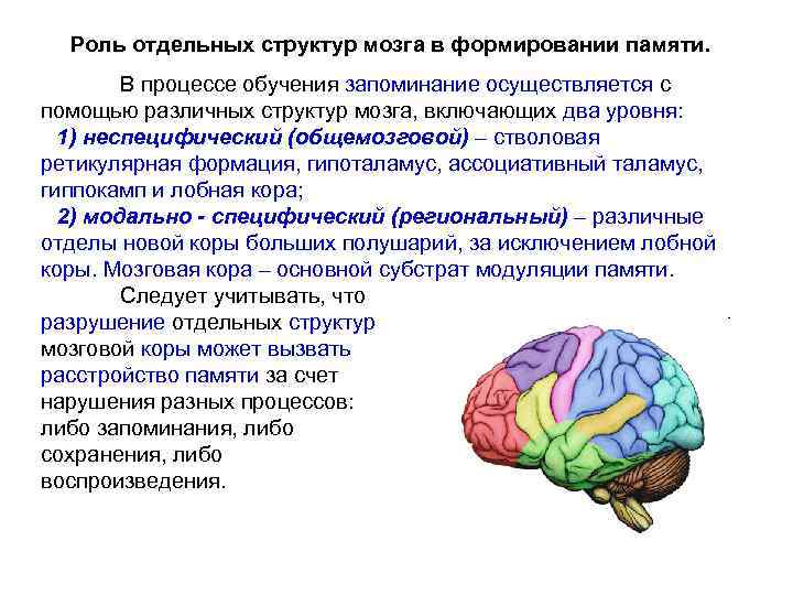 Влияние физической активности на когнитивные функции мозга