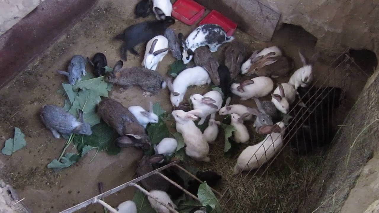 Разведение кроликов в ямах (метод вольного содержания)