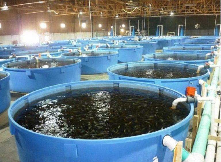 Как организовать бизнес по разведению рыбы в искусственных водоемах