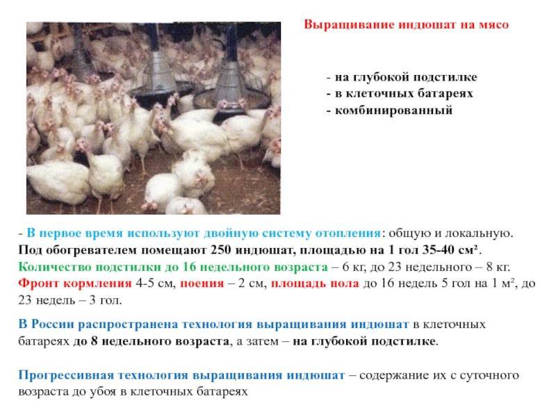 Индюки: уход и разведение индюков в домашних условиях - сельхозобзор.ру
