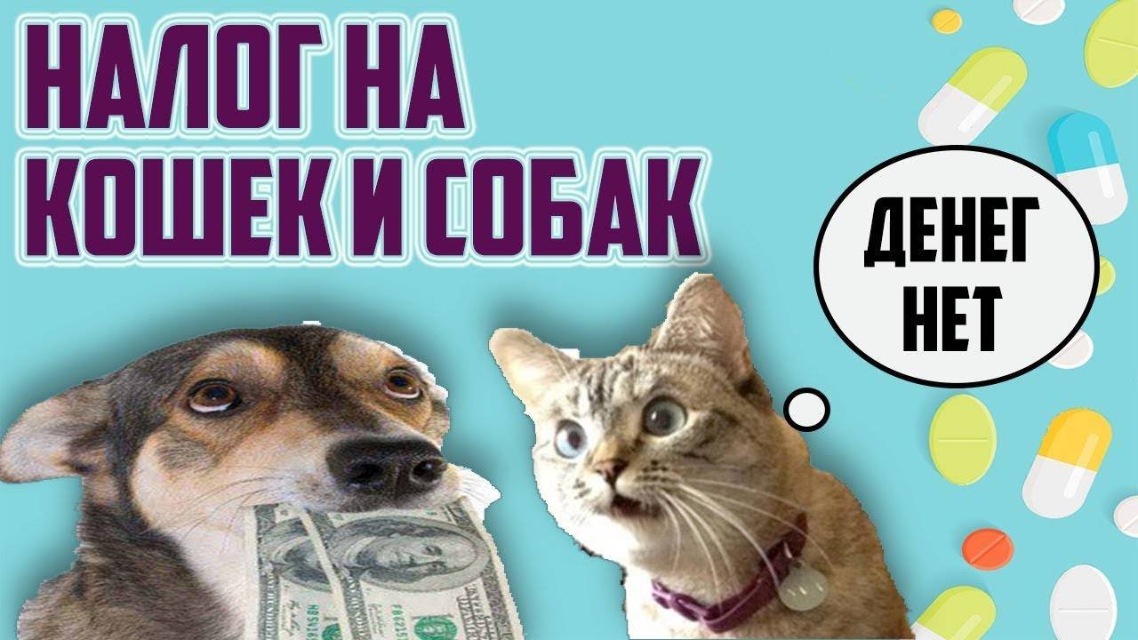 Налог на домашних животных  | блог кота васьки