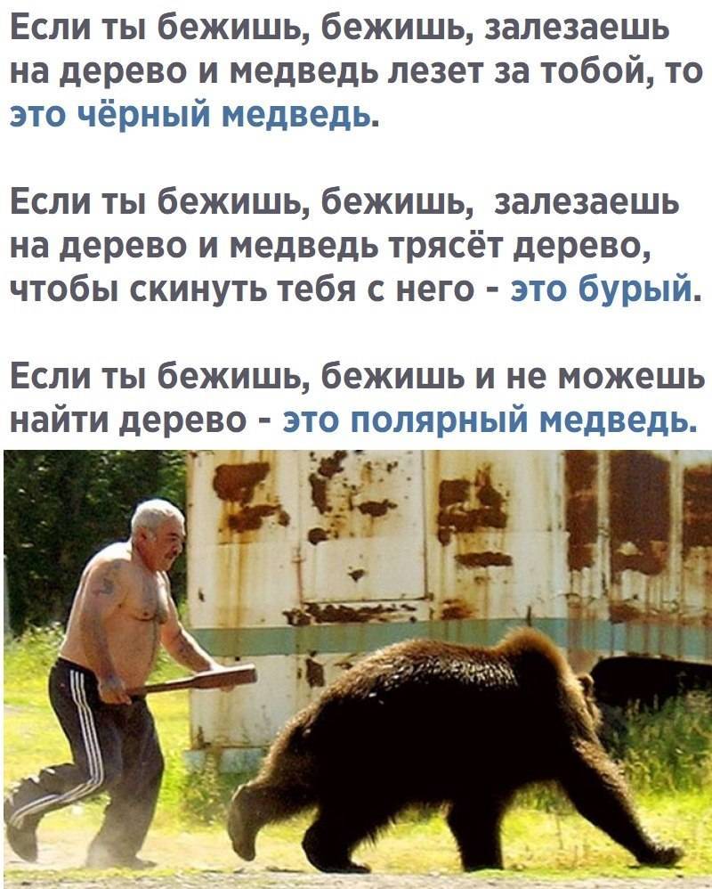 Медведь упал в яму-ловушку - александр владимирович серолапкин
