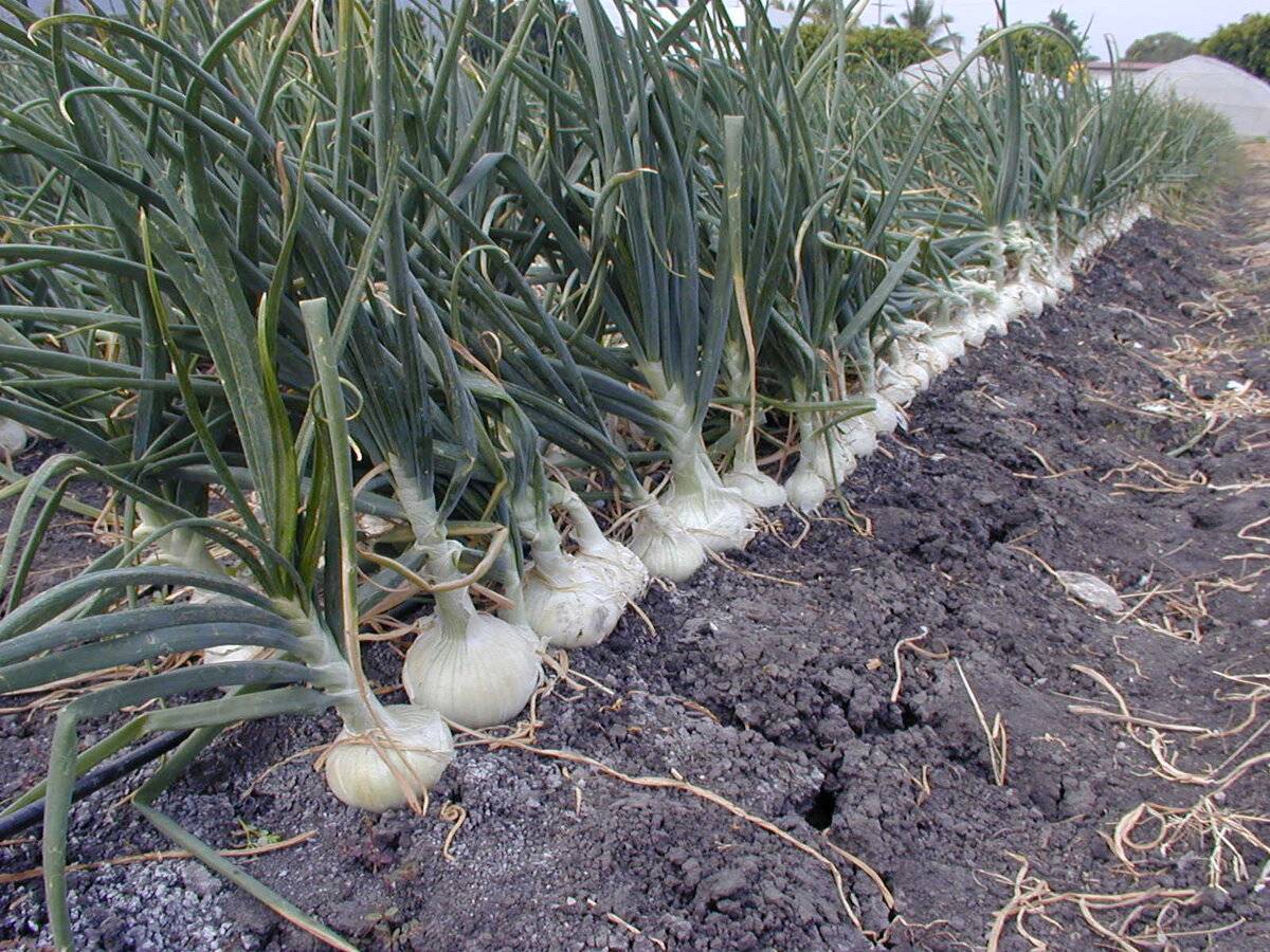Бизнес-план по выращиванию чеснока - «жажда» - бизнес-журнал