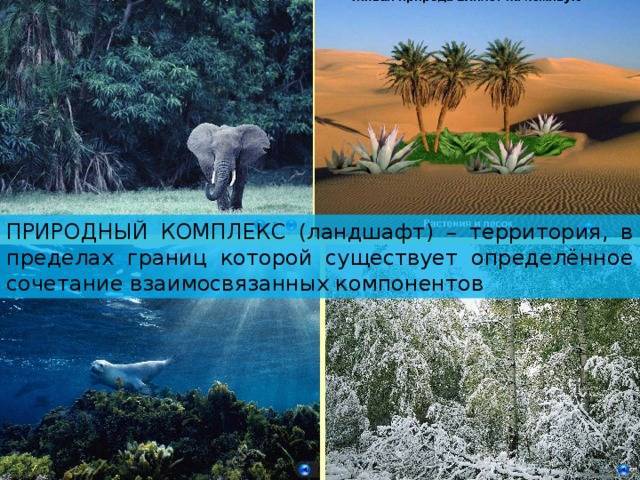Природный комплекс и его компоненты. разнообразие природных комплексов россии