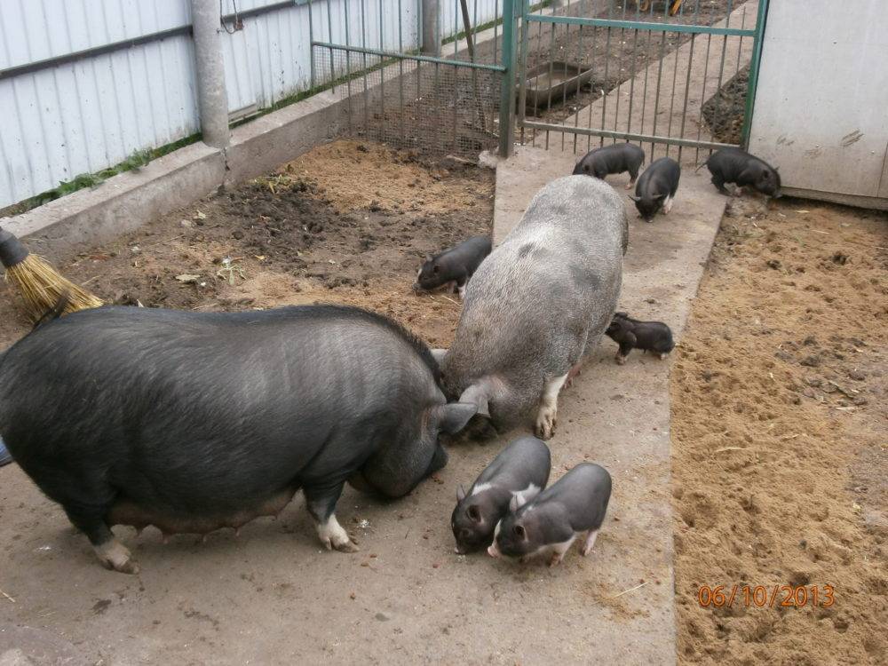 Вьетнамские вислобрюхие свиньи: внешний вид, кормление, опорос,