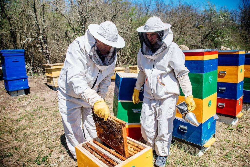 Информационные технологии на службе у пчеловодов: “компьютероняня” для пчел