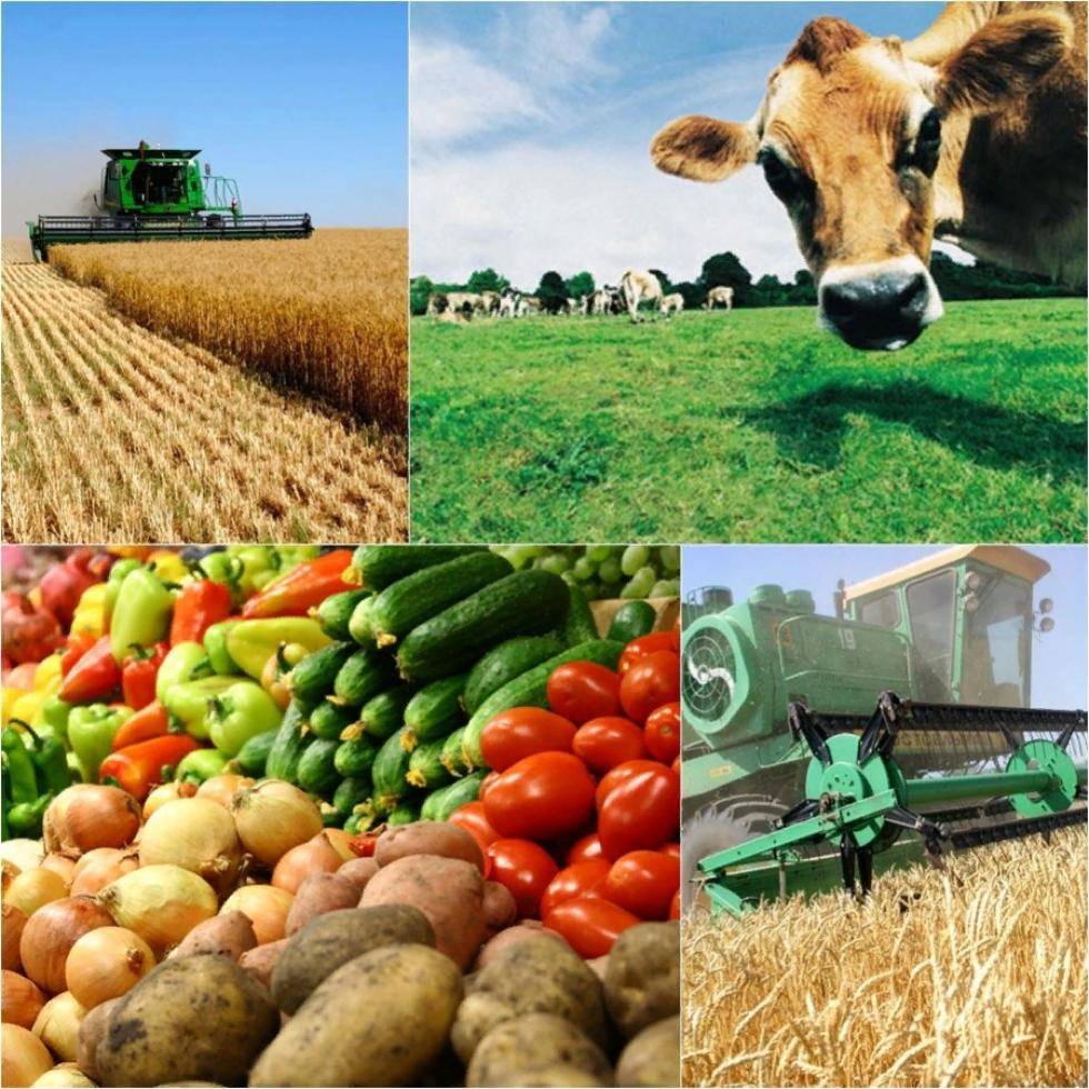 Фермерское хозяйство: с чего начать?