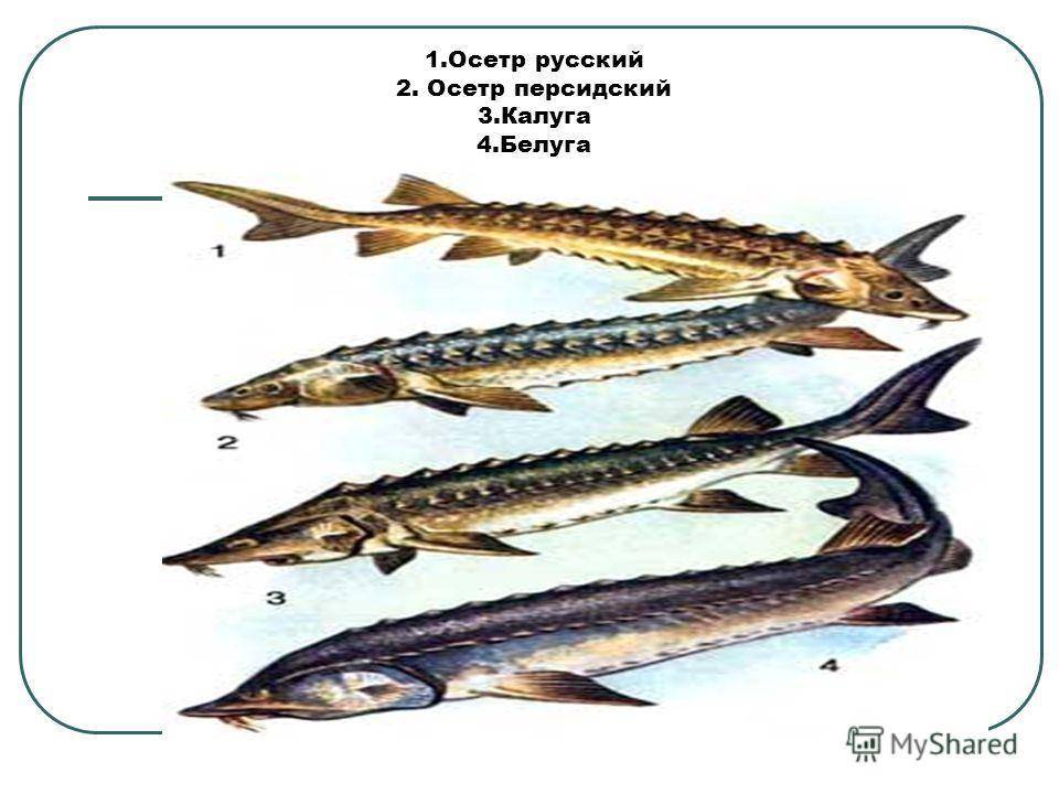 Осетровые рыбы. семейство осетровых рыб. виды осетровых рыб :: syl.ru