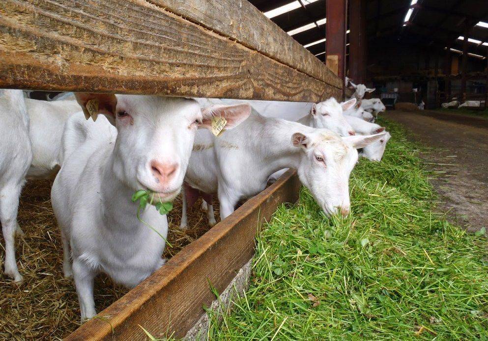 Разведение коз как бизнес — рентабельность разведения дойных коз в домашних условиях